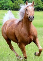 /album/www-tierphysio-bendel-de/a39152-bendel-tierphysio-v4-4-kopie-jpg/